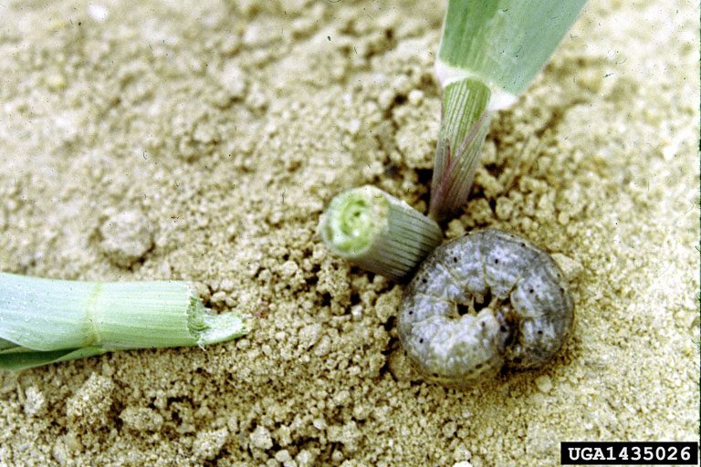 Cutworm larva and damage