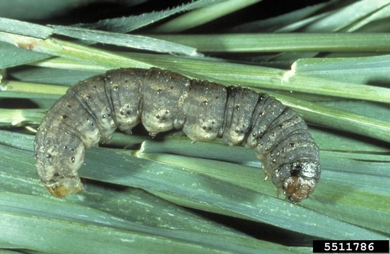 Black cutworm larva