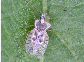 A highly sculptured eggplant lacebug adult rests on a leaf.