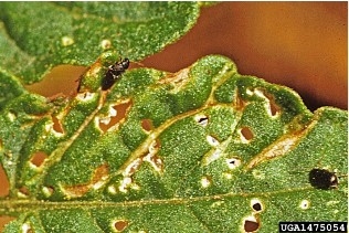 Potato flea beetle and damage