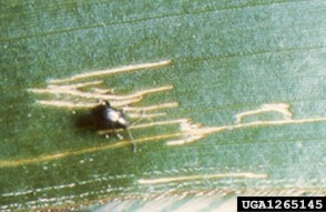 Corn flea beetle and damage
