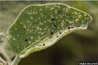 Eggplant flea beetle and damage