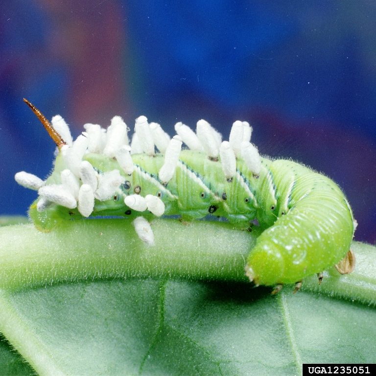 A green caterpillar with small, white, cylindrical shaped cocoons on its back.
