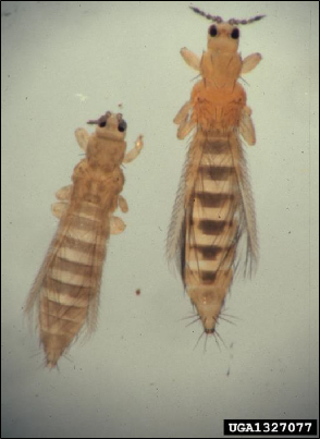 Two onion thrips, side by side.