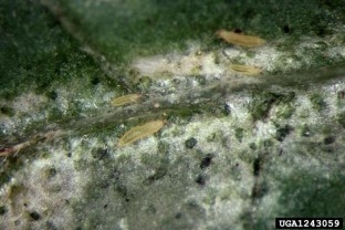 Onion thrips feeding on a leaf.