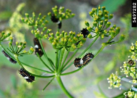 Figure 1, A cluster of small spiny caterpillars feed on a flower head.