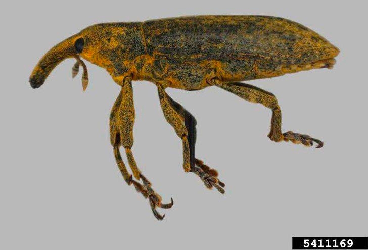 Figure 1, Side view of an adult rhubarb curculio with its legs extended below the body.