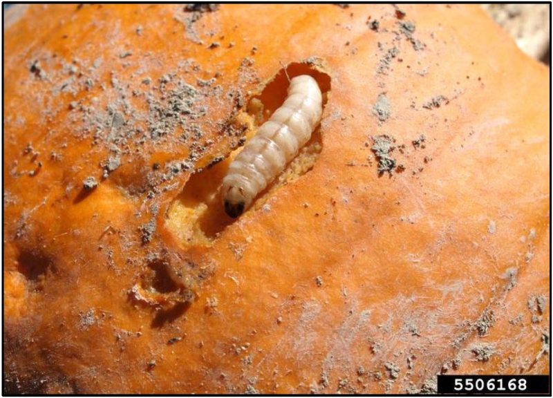 Squash vine bore larva feeding on the underside of a mature pumpkin fruit 