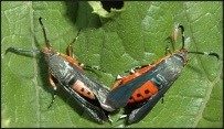 Cover for publication: Squash Vine Borer