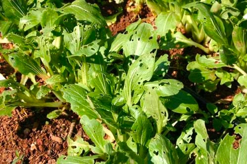 Figure 4, A row of vegetable plants in a garden show multiple holes where larval vegetable weevils have fed on them.