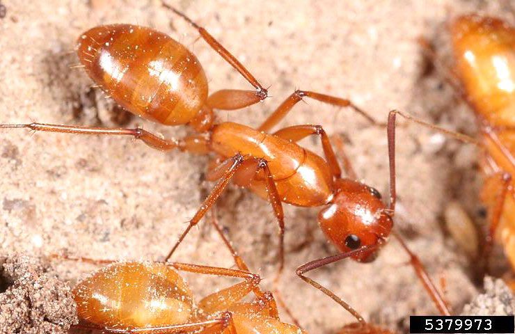 Figure 2, A closeup of a carpenter ant showing the constriction between the thorax and abdominal regions of its body.