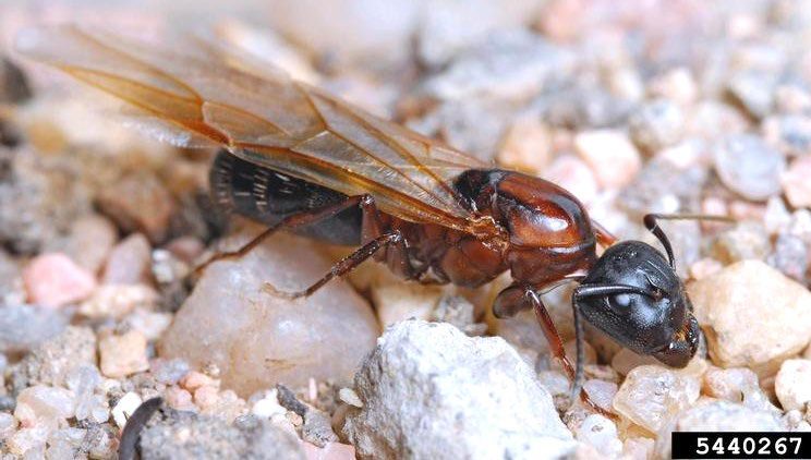 Figure 4, A carpenter ant with wings rests on gravel.