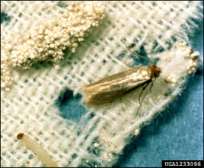 A damaged piece of wool fabric with a caterpillar and a moth resting on it.