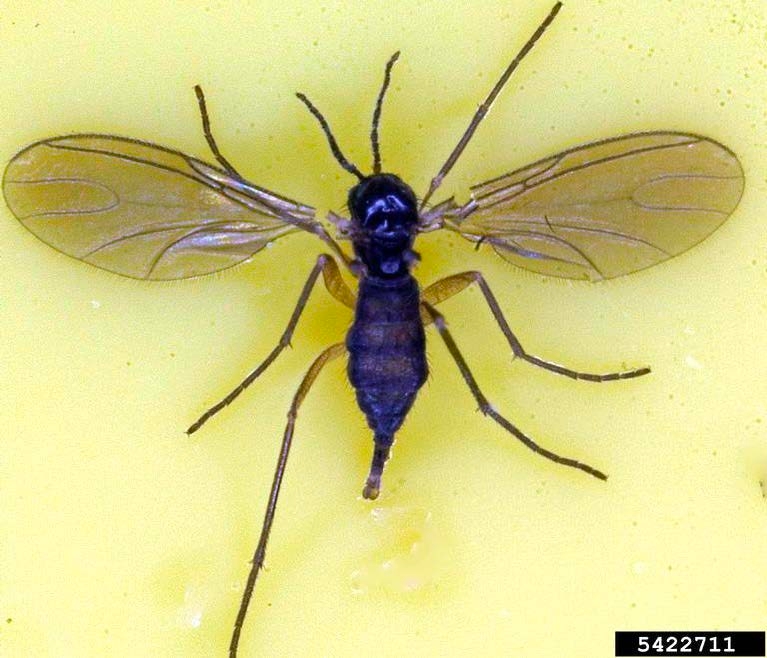 Figure 1, A delicate fly caught on a sticky card.