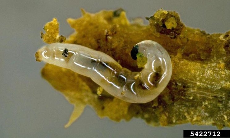 Figure 2, A larval fungus gnat rests on organic material.