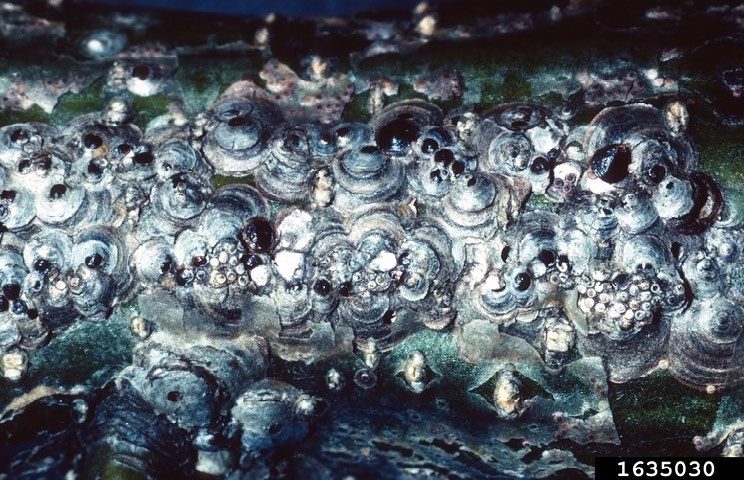 Figure 3, An oak branch encrusted with many thick layers of obscure scale insects.