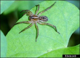A spider rests on a fresh leaf.