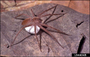 A spider carrying an egg sac across a dead leaf.