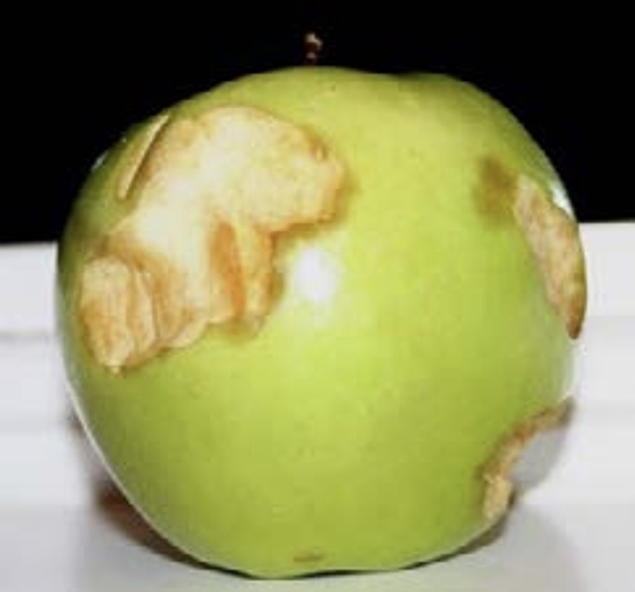 Apple with bites missing.