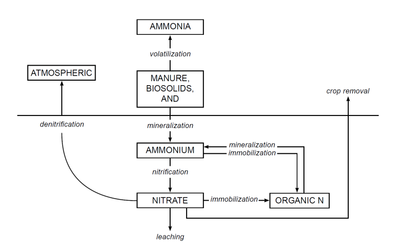 Flow diagram depicting the potential Nitrogen transformations in soil.