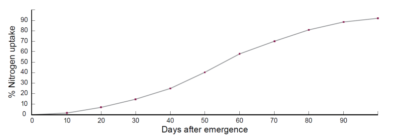 Plotted line graph of Corn’s nitrogen uptake after emergence, rising over the course of 100 days.