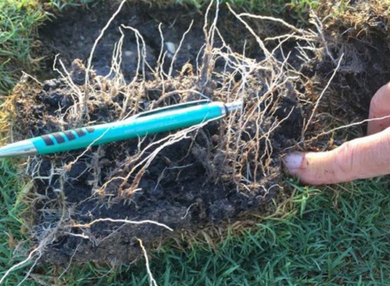 Check the advancement of rooting of newly installed sod at approximately one week after installation by tugging on the corner of a sod to check for resistance to lifting and for the visible signs of new roots.