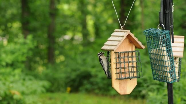 Two types of hanging wire mesh feeders designed to hold suet cakes, one made entirely as a free-hanging metal cage and another attached to a wooden platform suspended from a cord.
