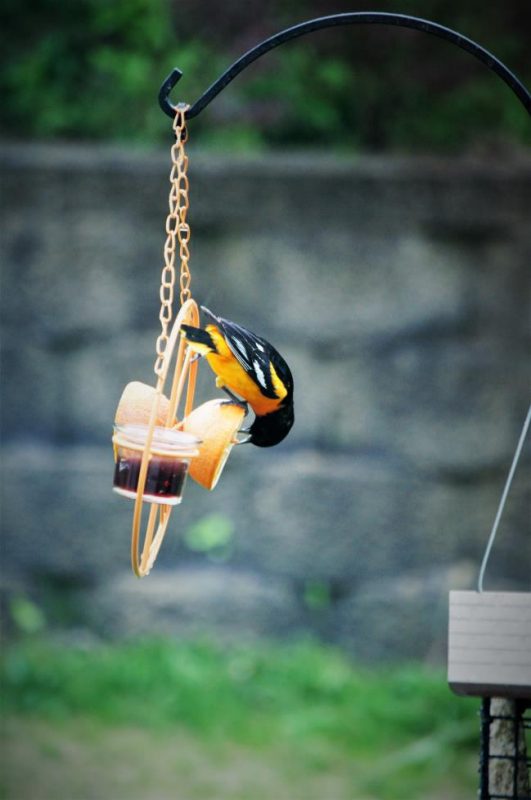 A picture of a Baltimore Oriole eating an orange that has been cut in half and impaled on a spike incorporated to a suspended ornamental metal wire feeder. The feeder also incorporates a small glass container filled with fruit jelly.