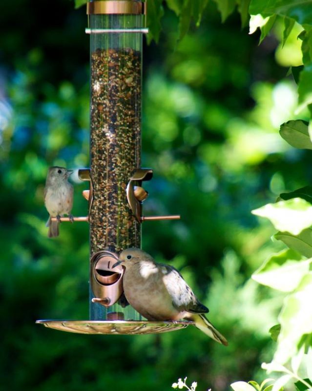 Photograph of a vertical cylinder with several metal perches and openings into the cylinder to allow birds to access bird seed held within the tube.