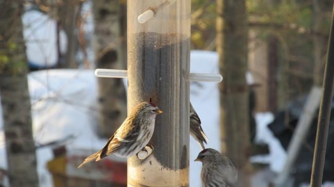 Several Common Redpolls are shown perched on a tube-style feeder with very narrow slit openings to dispense small nyjer seeds.