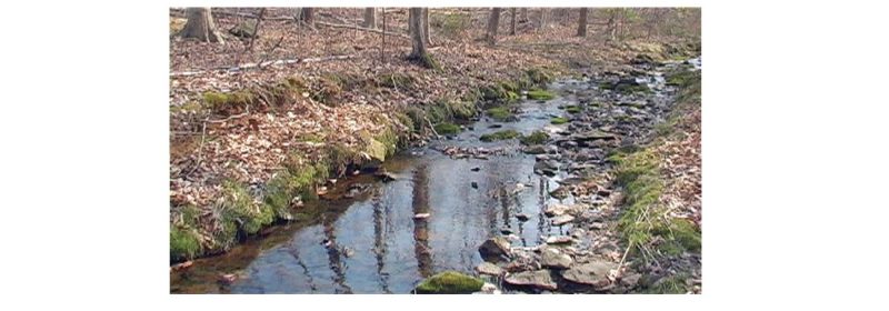a photo of a stream in the woods