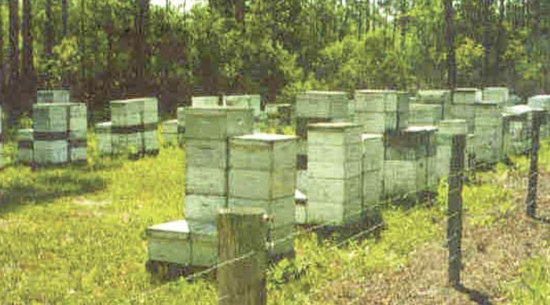 An electric fence around dozens of beehives with forest in the background.