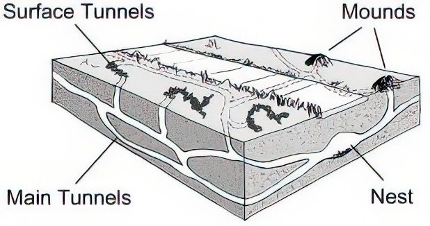 A drawing of a cross-section of a mole tunnel system with main tunnels, surface tunnels, mounds, and a nest highlighted.