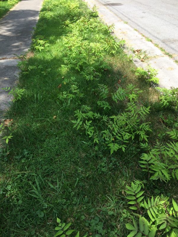 Photograph of shin-high ailanthus seedlings carpeting the strip between a sidewalk and street.