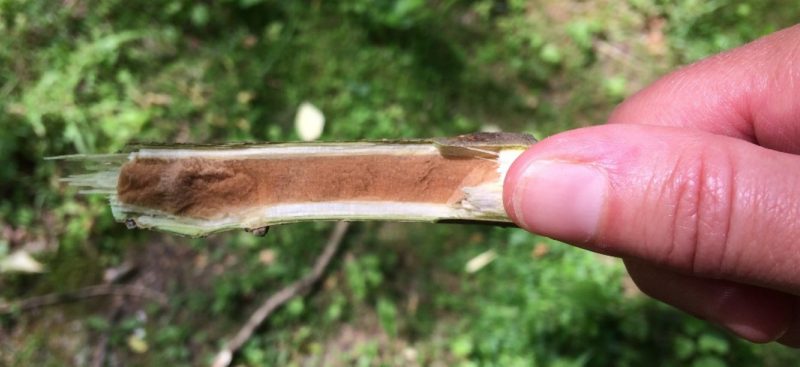 Photograph of split ailanthus twig showing spongy pith.