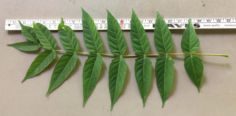Photograph of an ailanthus leaf with yardstick for scale. Leaf is approximately 24" long with 9 leaflets.
