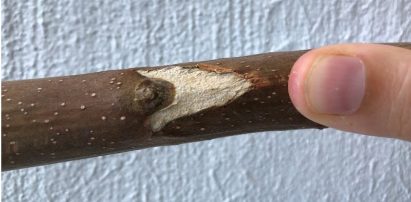 Photograph of thumb-sized ailanthus twig showing large leaf scar. 