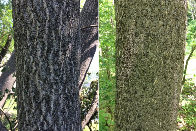Left: Photograph of ailanthus bark., Right: Photograph of cantaloupe-like ailanthus bark.