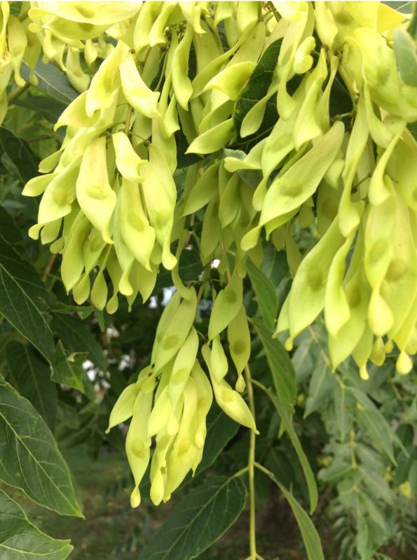 Photograph of cluster of ailanthus samaras.