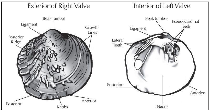 Sketch showing exterior of Right Valve and Interior of Left Valve.