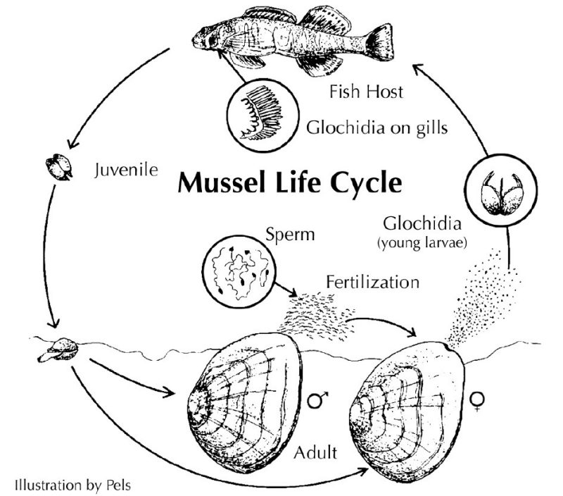 Illustration showing mussel life cycle.