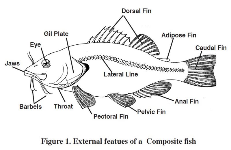Figure 1. External features of a composite fish. A labeled diagram of a composite fish showing its external features. The labels point to various parts of the fish, including the dorsal fin, adipose fin, caudal fin, anal fin, pelvic fin, pectoral fin, throat, barbels, jaws, eye, gill plate, and lateral line.