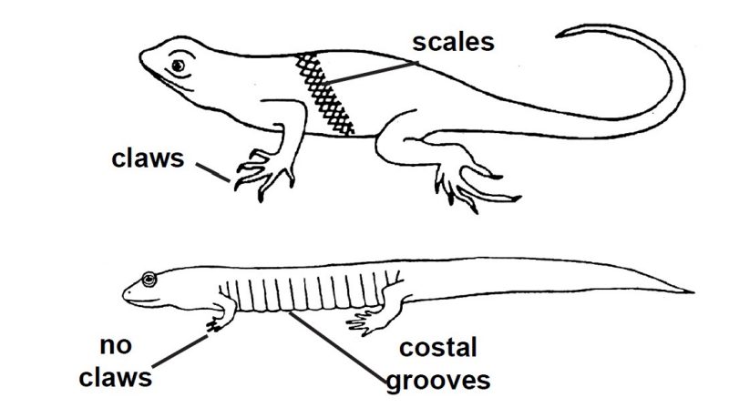 Morphology: Lizard vs. Salamander