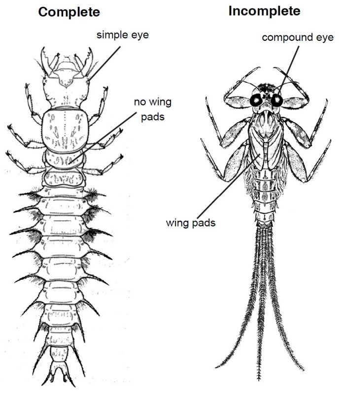 A comparison diagram showing two types of metamorphosis. On the left is a Megalopteran larva with a simple eye and no wing pads, representing complete metamorphosis. On the right is a mayfly nymph with compound eyes and wing pads, representing incomplete metamorphosis.