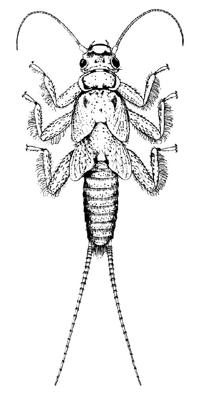 A detailed illustration of a stonefly nymph, showing its robust body, six legs with feathery hairs, long antennae, and two long tails extending from the abdomen.
