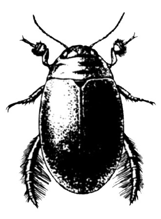 A detailed illustration of the adult stage of a water beetle, showing its oval-shaped, streamlined body, short antennae, and legs with feathery adaptations for swimming.