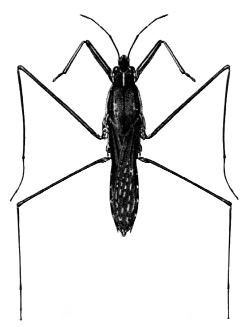 A detailed illustration of the adult stage of a water strider, showing its long, slender body, extended legs adapted for walking on water, and two shorter front legs.