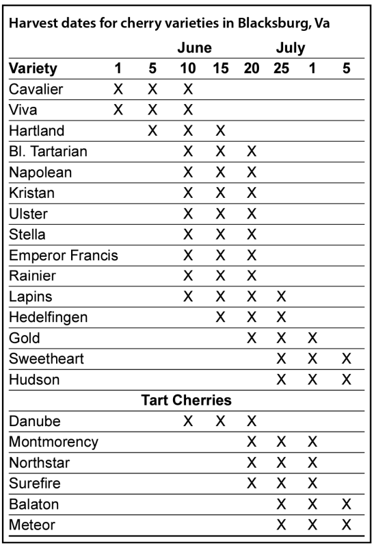 table of Harvest dates for cherry varieties in Blacksburg, Va