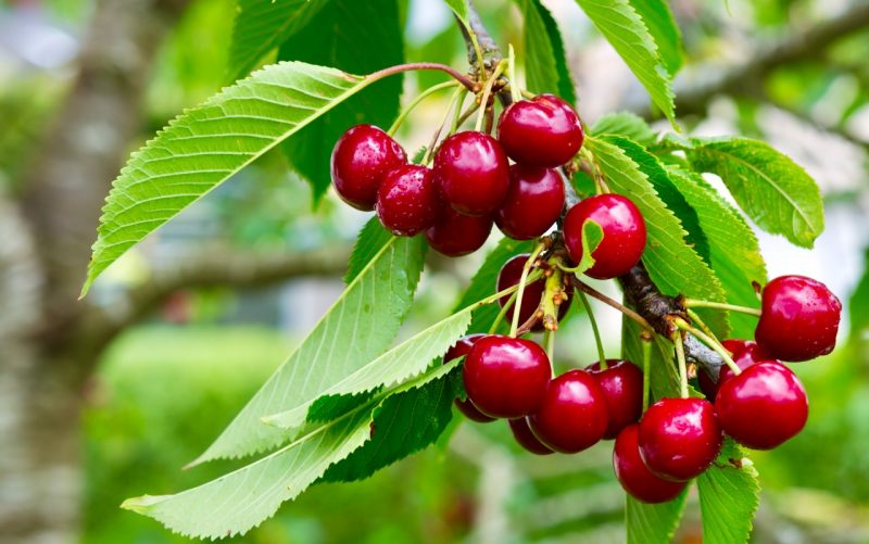 Red Cherries hanging on a cherry tree branch.