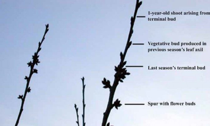 A photo of a cherry tree branch with buds, showing the growth and fruiting habits
